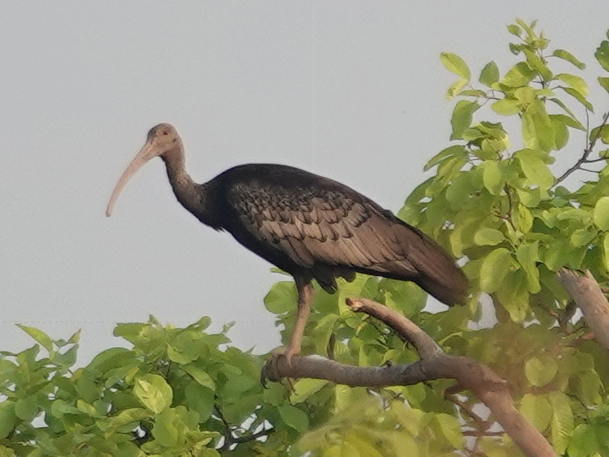 Giant Ibis - Barry Reed