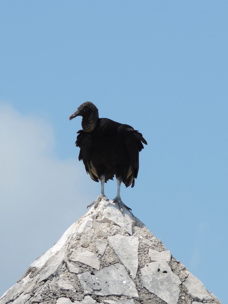 Black Vulture - ML616294568