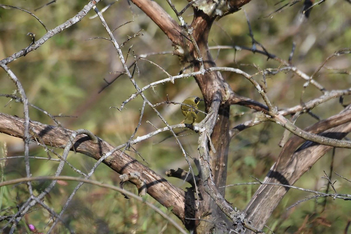 Olive-crowned Yellowthroat (Chiriqui) - ML616294579