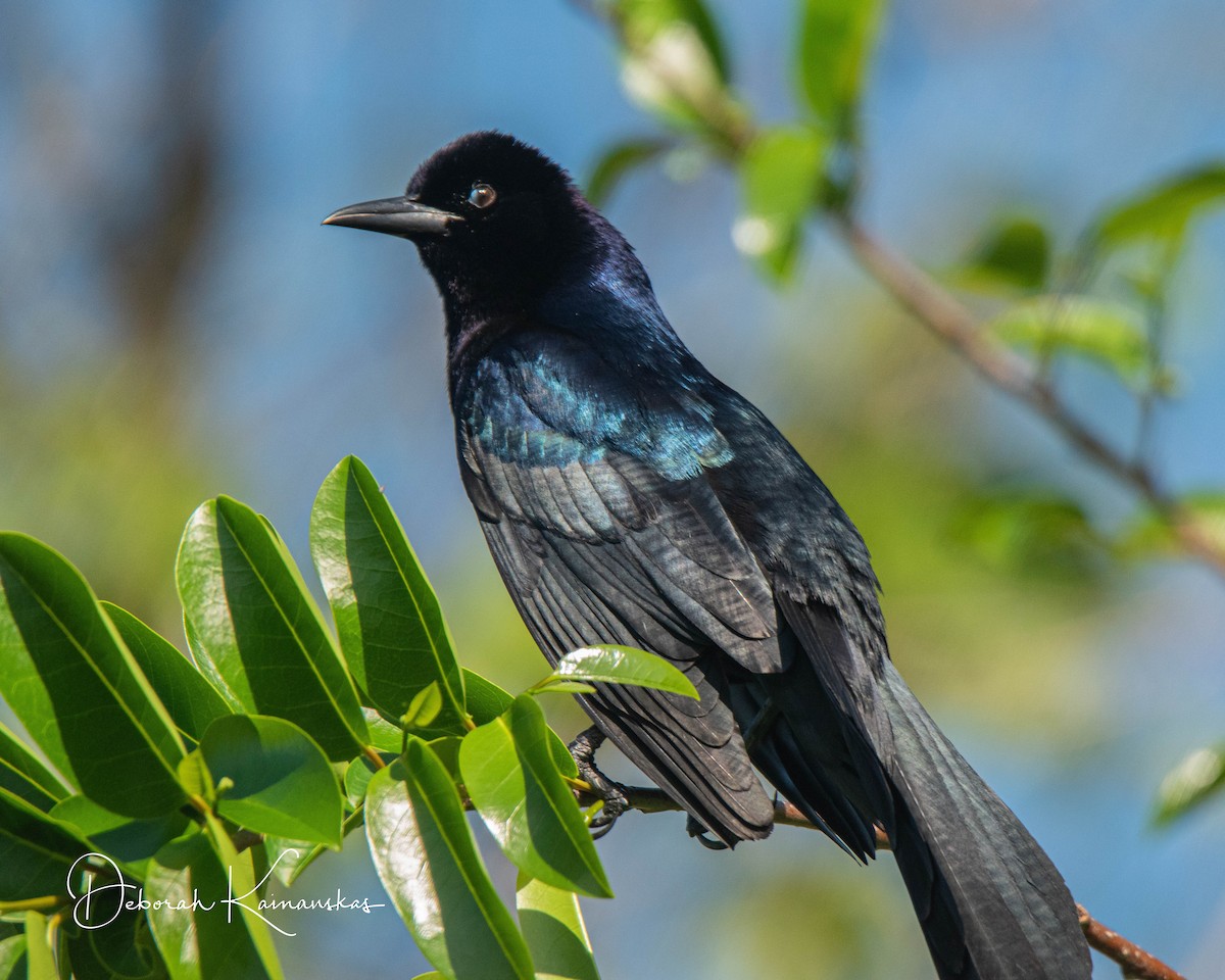Boat-tailed Grackle - ML616294631