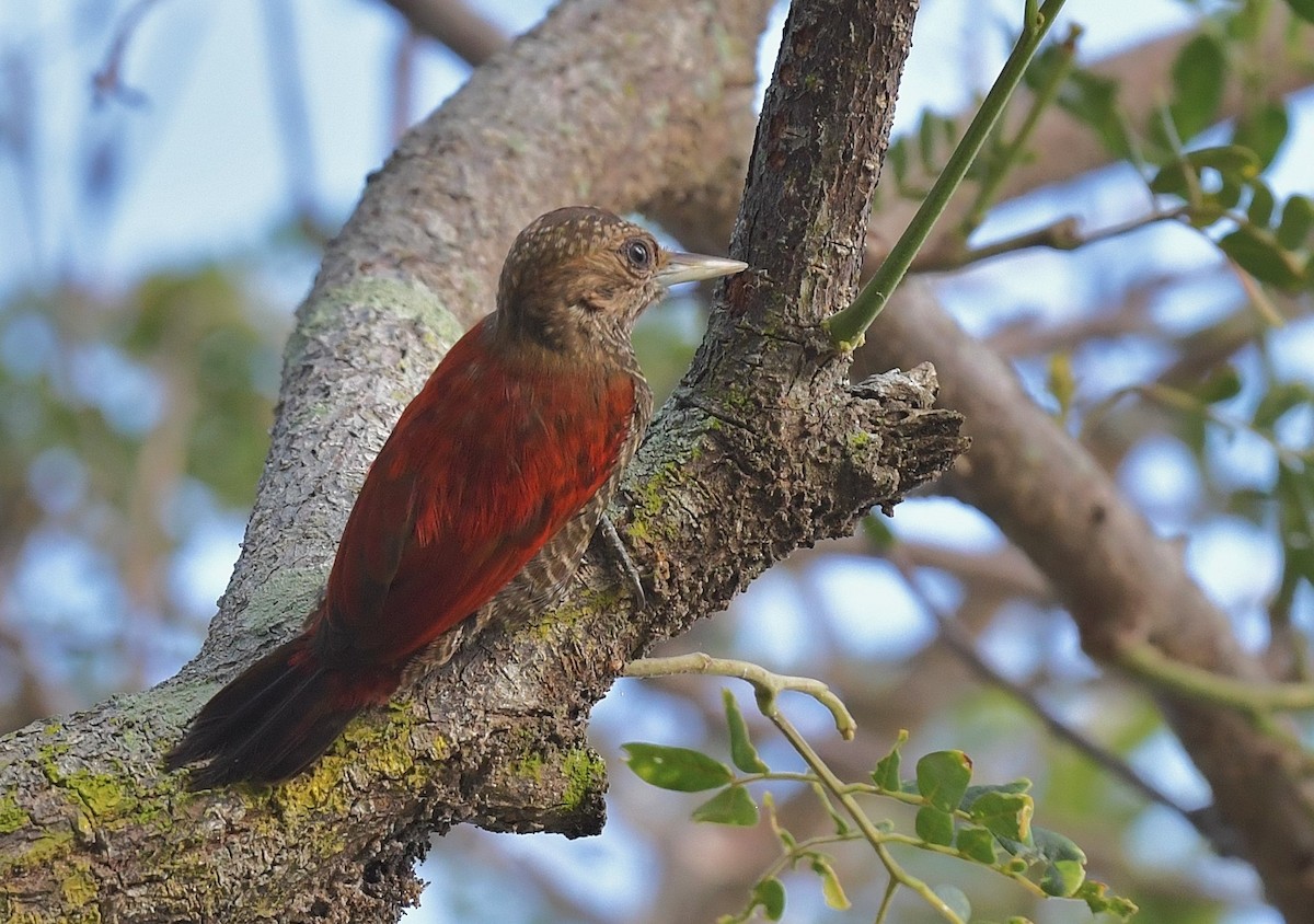 Blood-colored Woodpecker - ML616294656