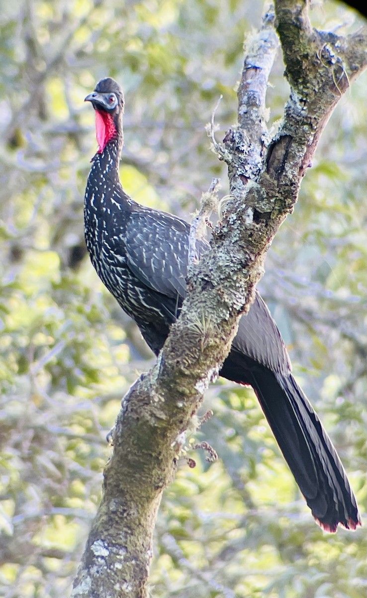 Crested Guan - ML616294657