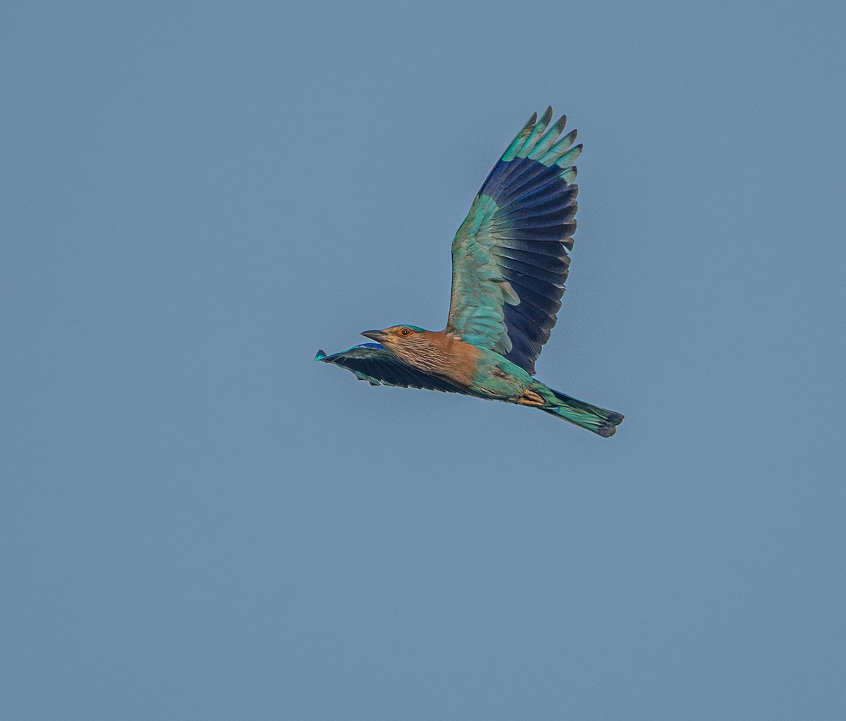 Indian Roller - Sunny Zhang