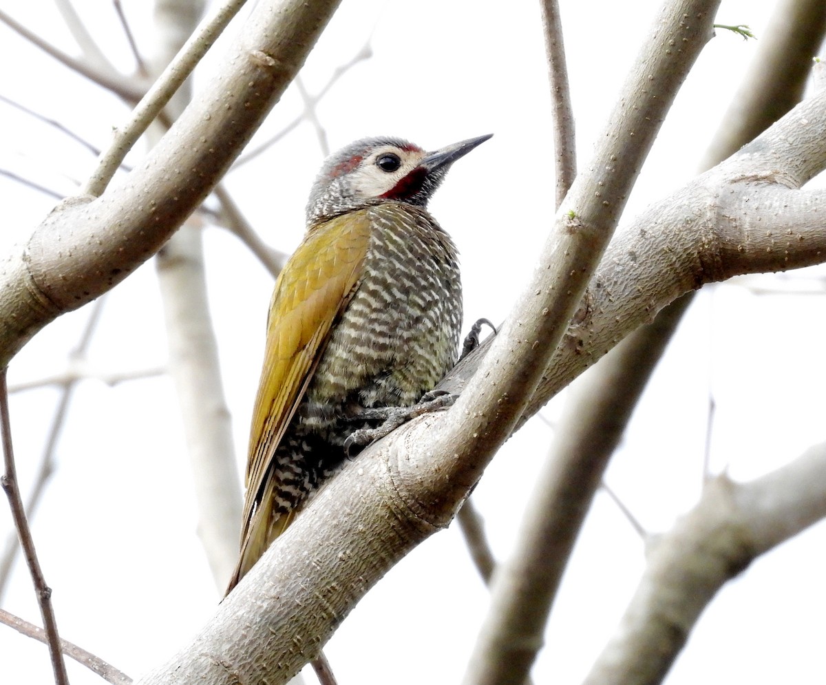 Gray-crowned Woodpecker - ML616294785