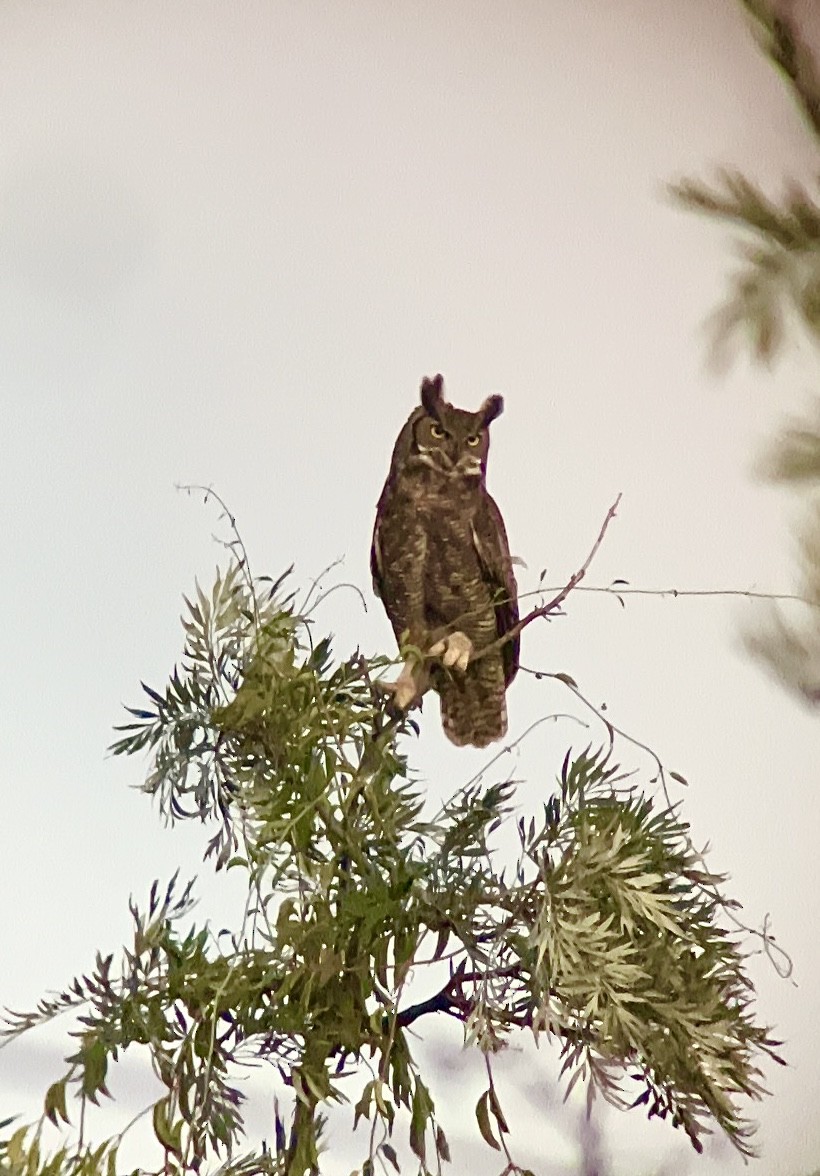 Great Horned Owl - ML616294787