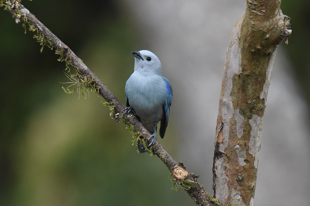 Blue-gray Tanager - ML616294869