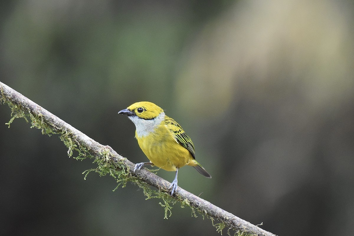 Silver-throated Tanager - ML616294889