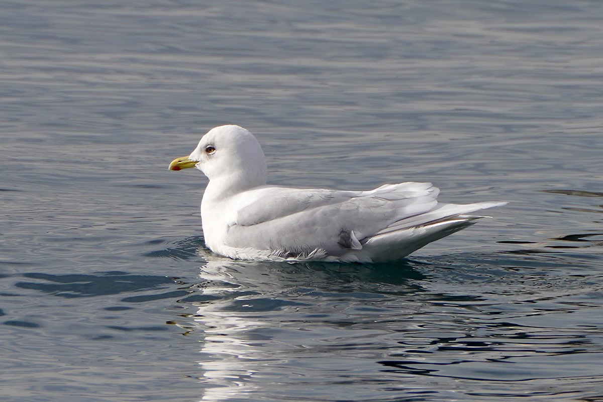 Iceland Gull (kumlieni) - ML616294938