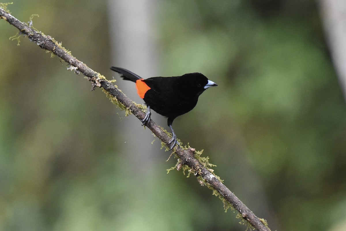 Scarlet-rumped Tanager - ML616294961