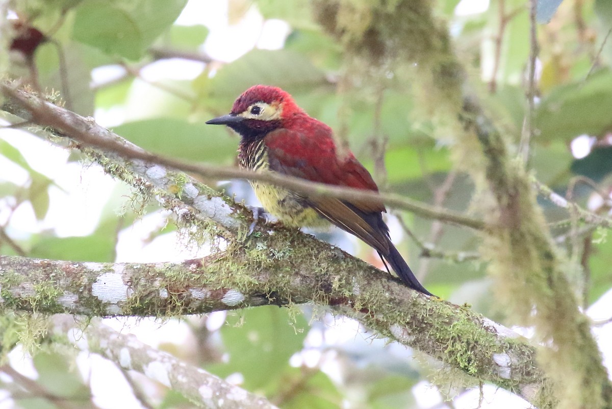 Crimson-mantled Woodpecker - ML616294980
