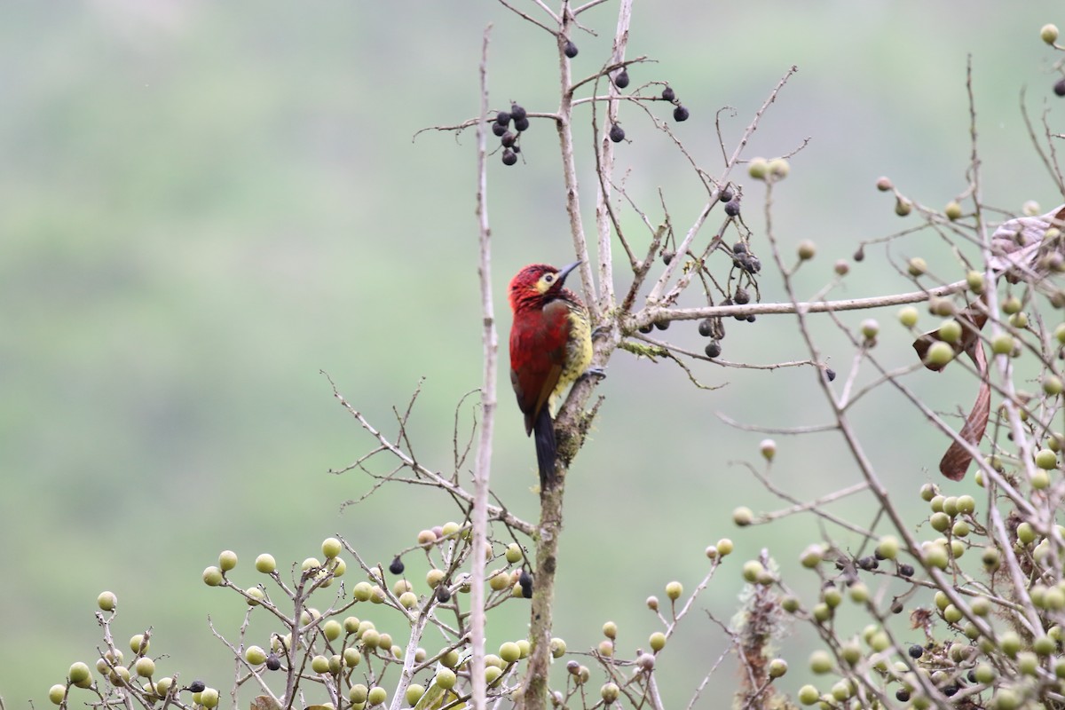 Crimson-mantled Woodpecker - ML616294981
