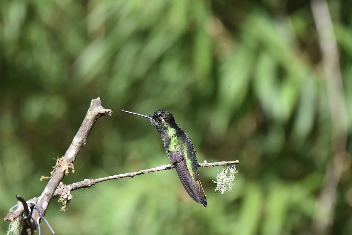 Talamanca Hummingbird - ML616294991