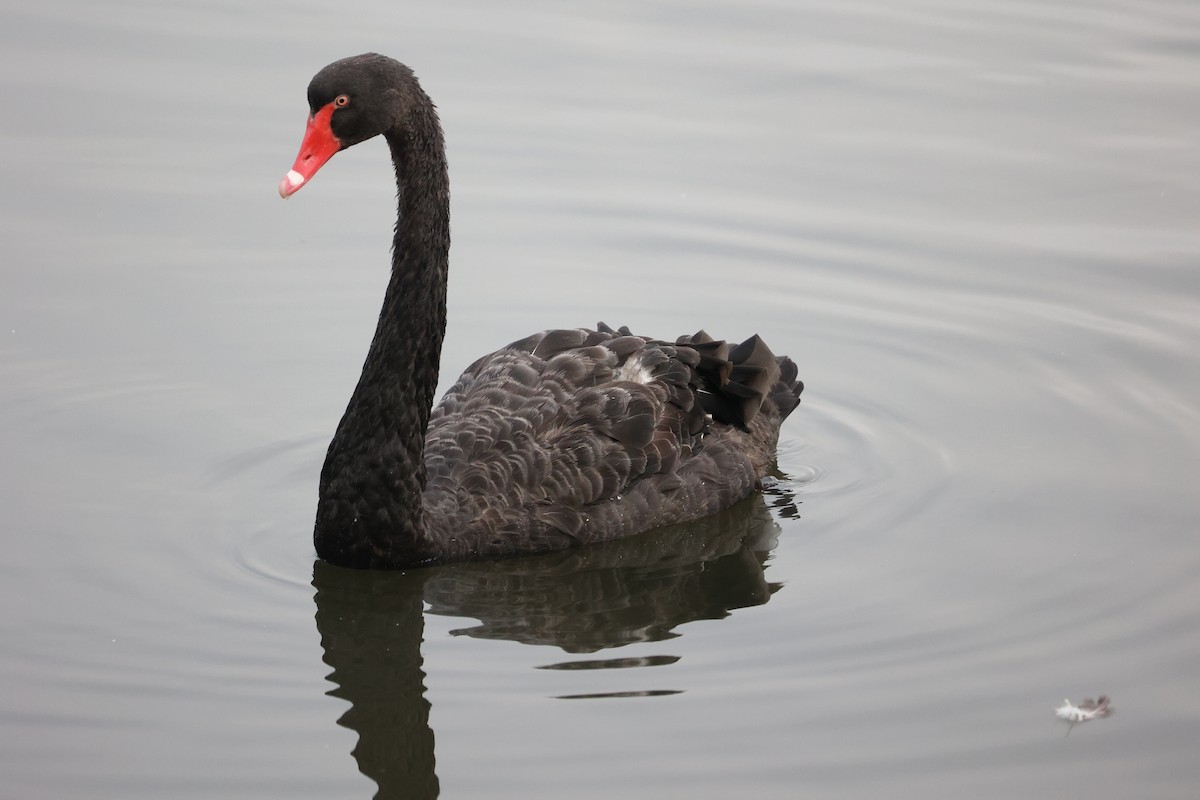 Black Swan - ML616295065