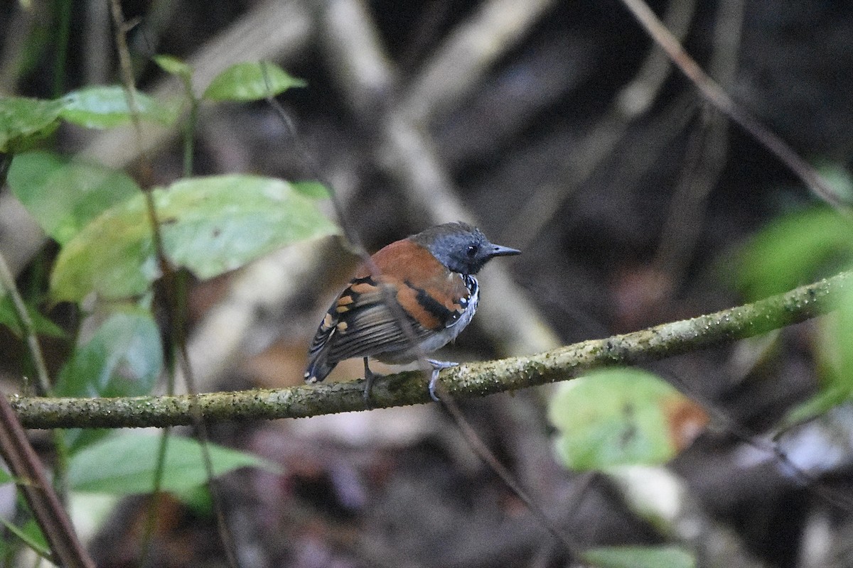 Spotted Antbird - ML616295240