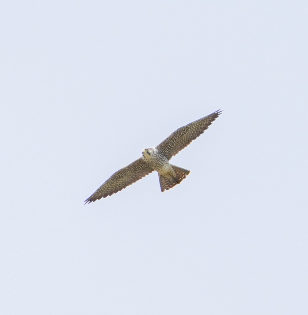 Peregrine Falcon (Tundra) - ML616295241
