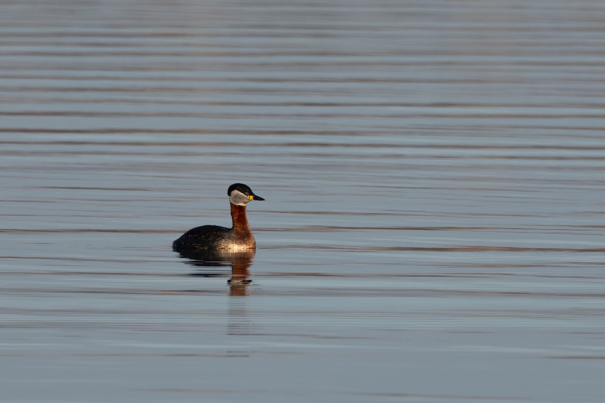 Red-necked Grebe - ML616295302