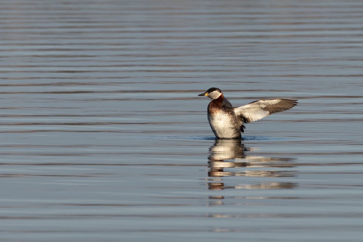 Red-necked Grebe - ML616295311