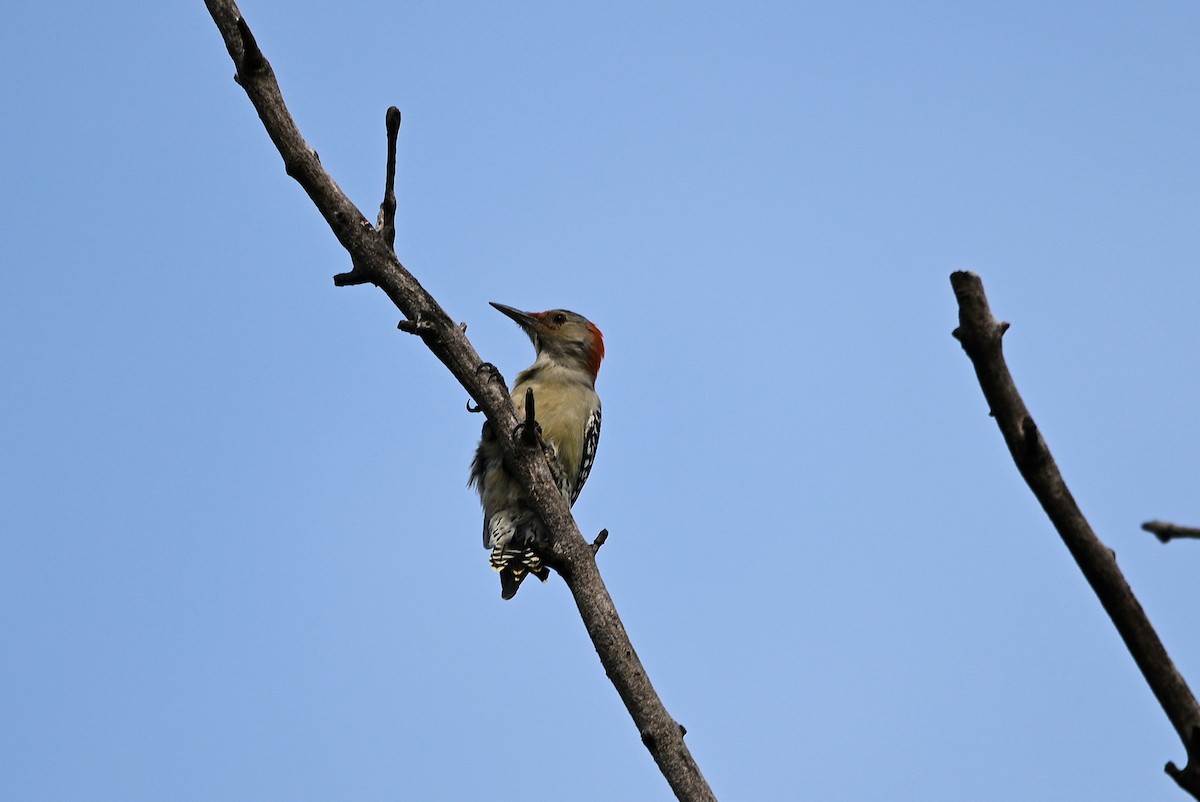 Red-bellied Woodpecker - ML616295729