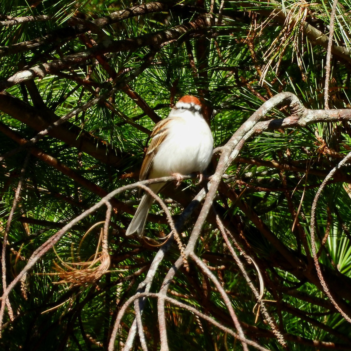 Chipping Sparrow - ML616295774