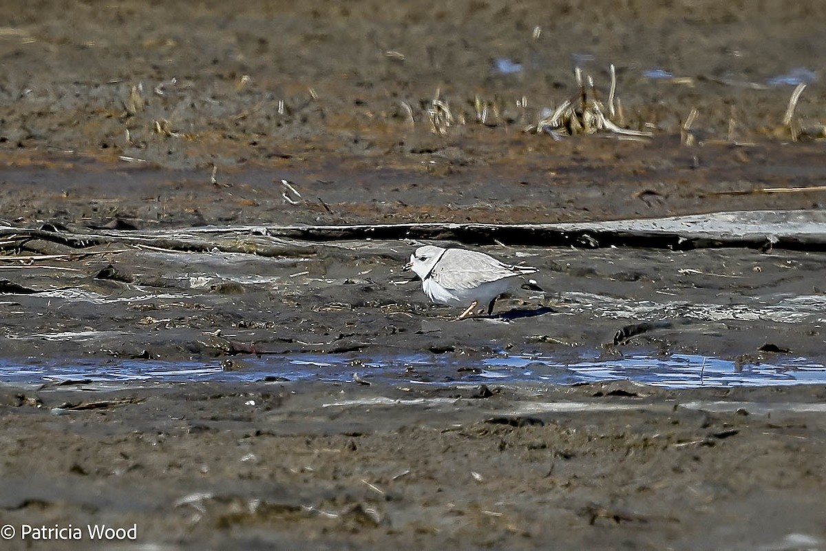 Piping Plover - ML616295797