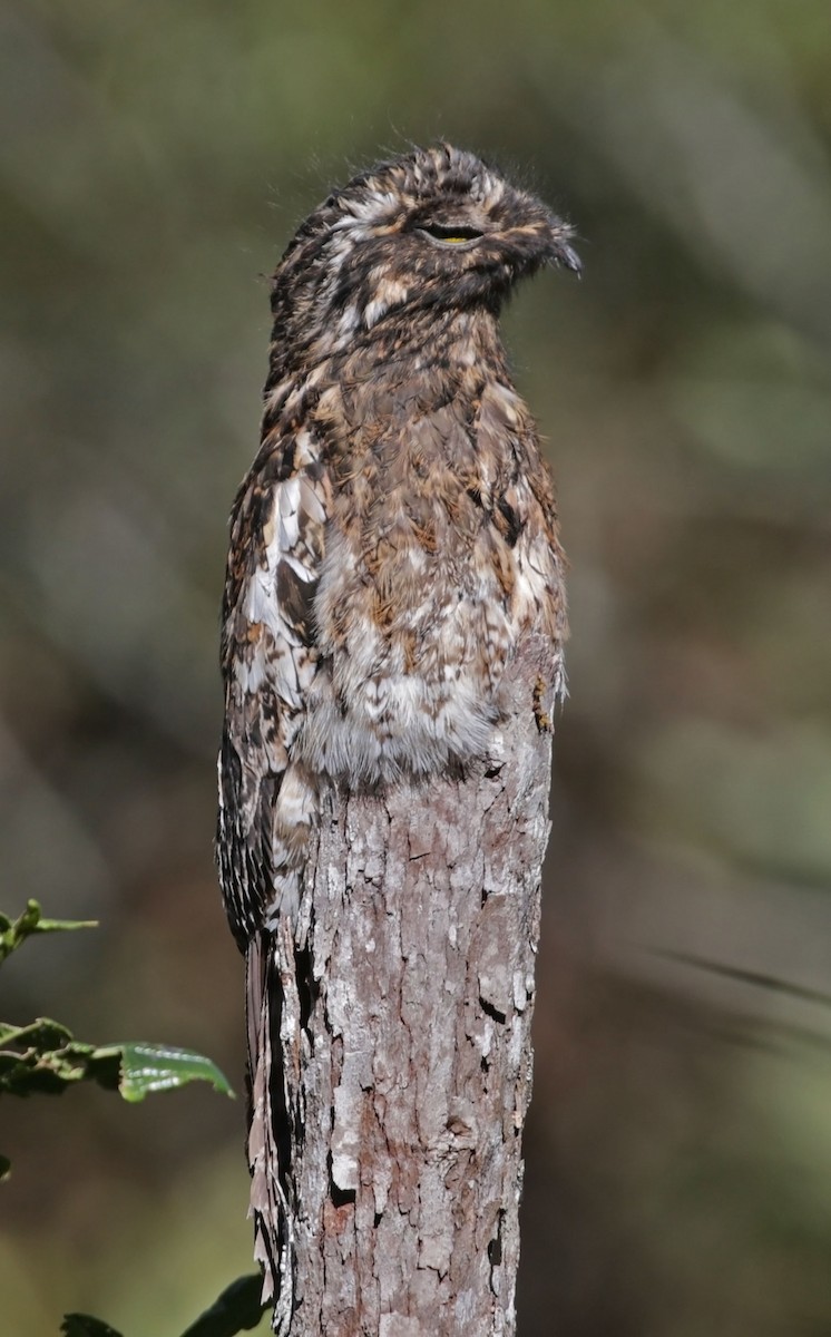 Andean Potoo - ML616295874