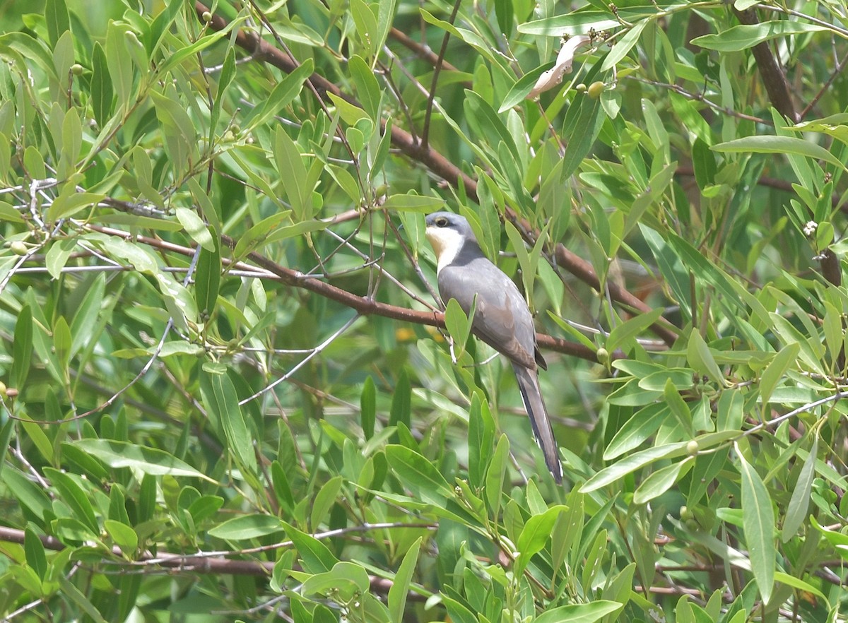Mangrove Cuckoo - ML616295885