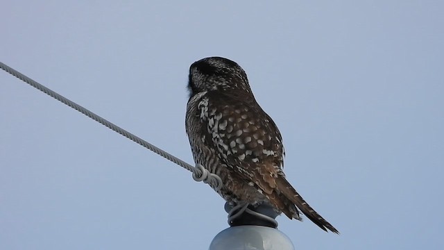 Northern Hawk Owl - ML616295891