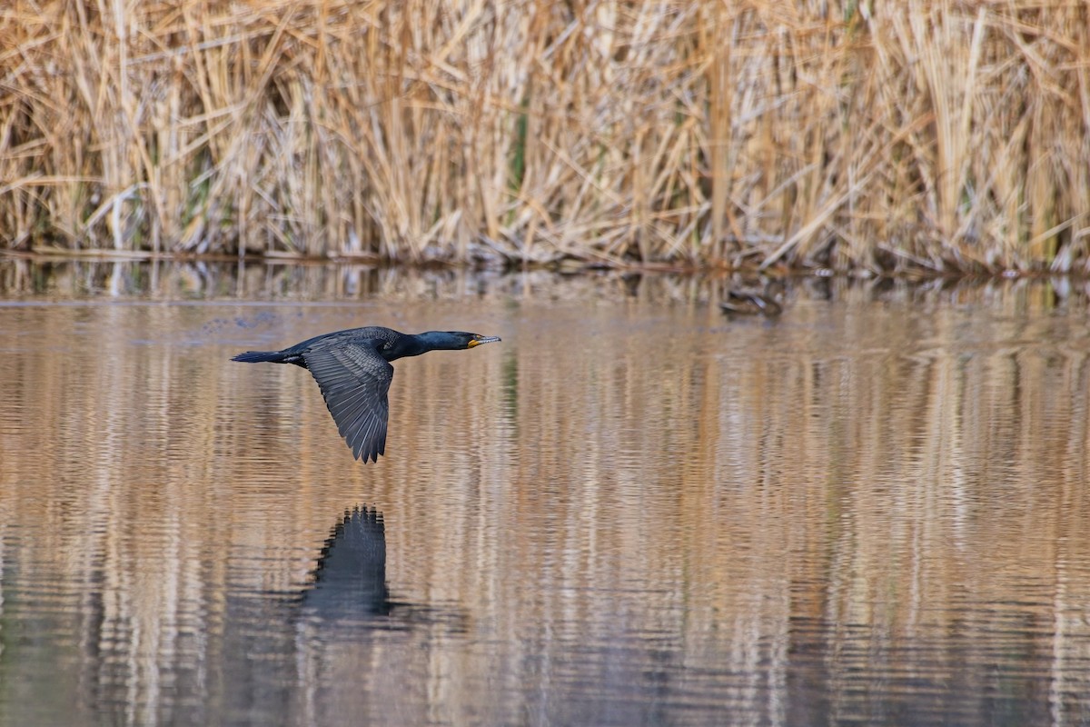 Double-crested Cormorant - James Moodie