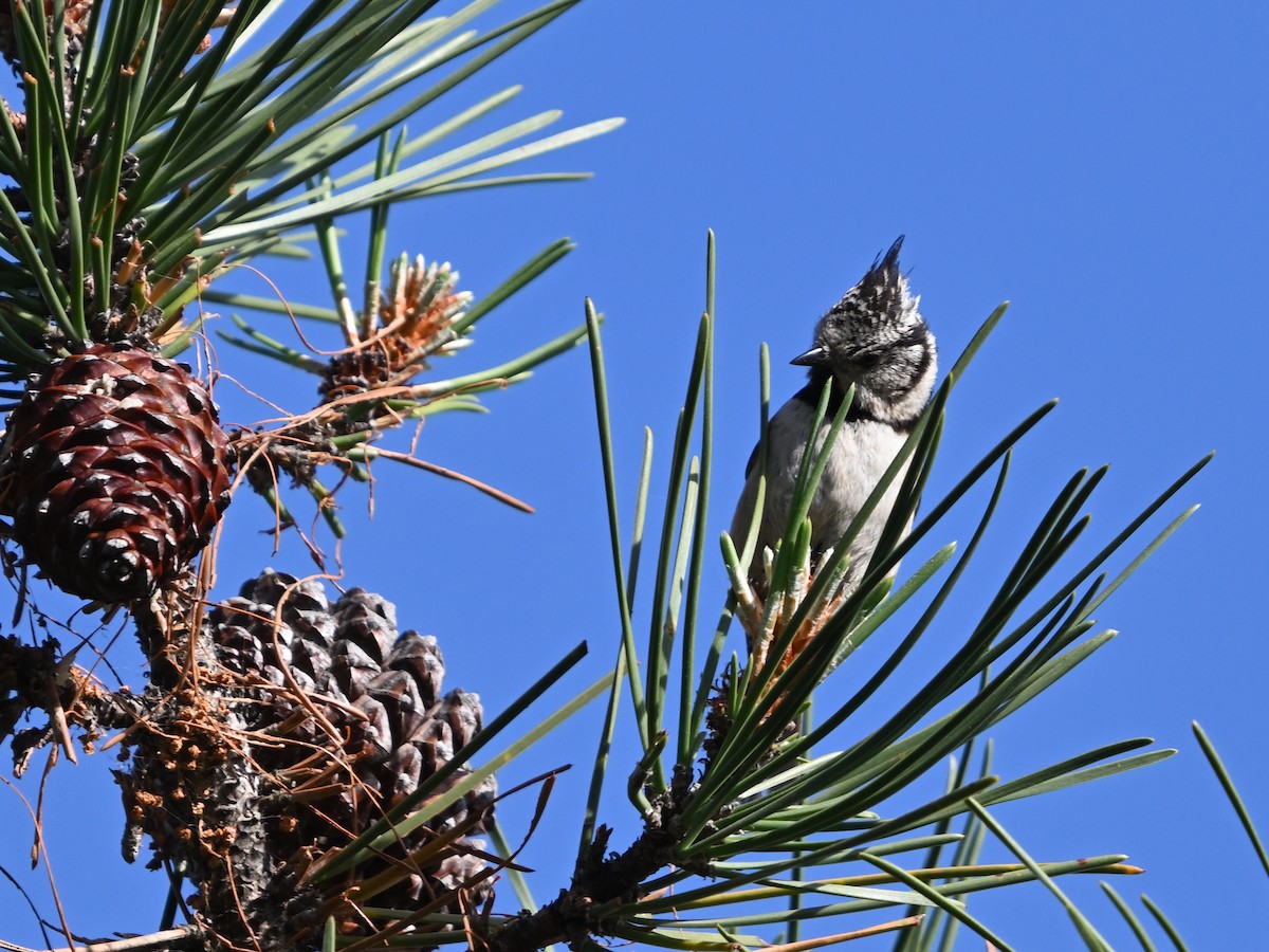 Crested Tit - ML616296170