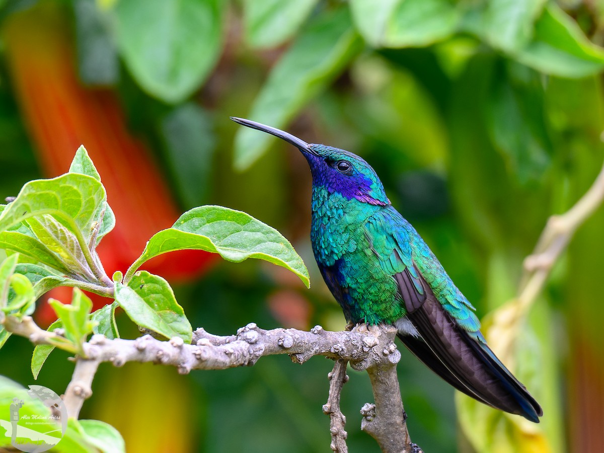 kolibřík modrolící - ML616296210