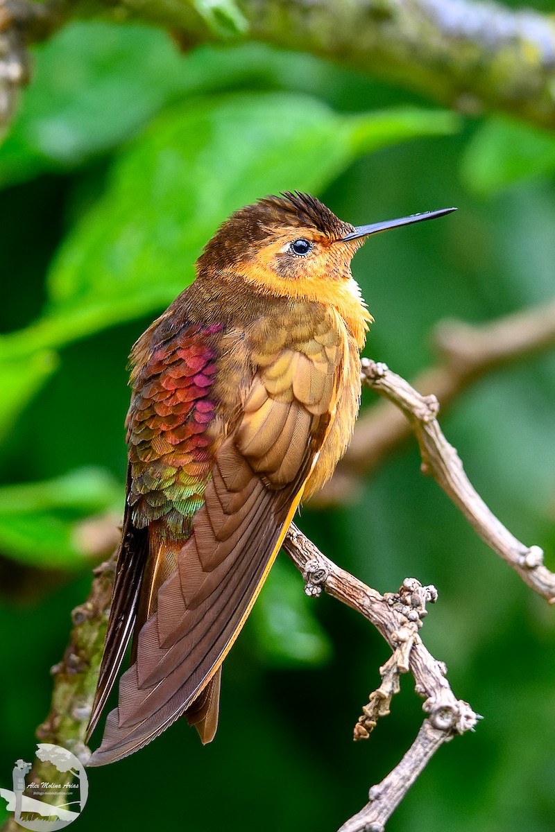 kolibřík duhovohřbetý - ML616296243