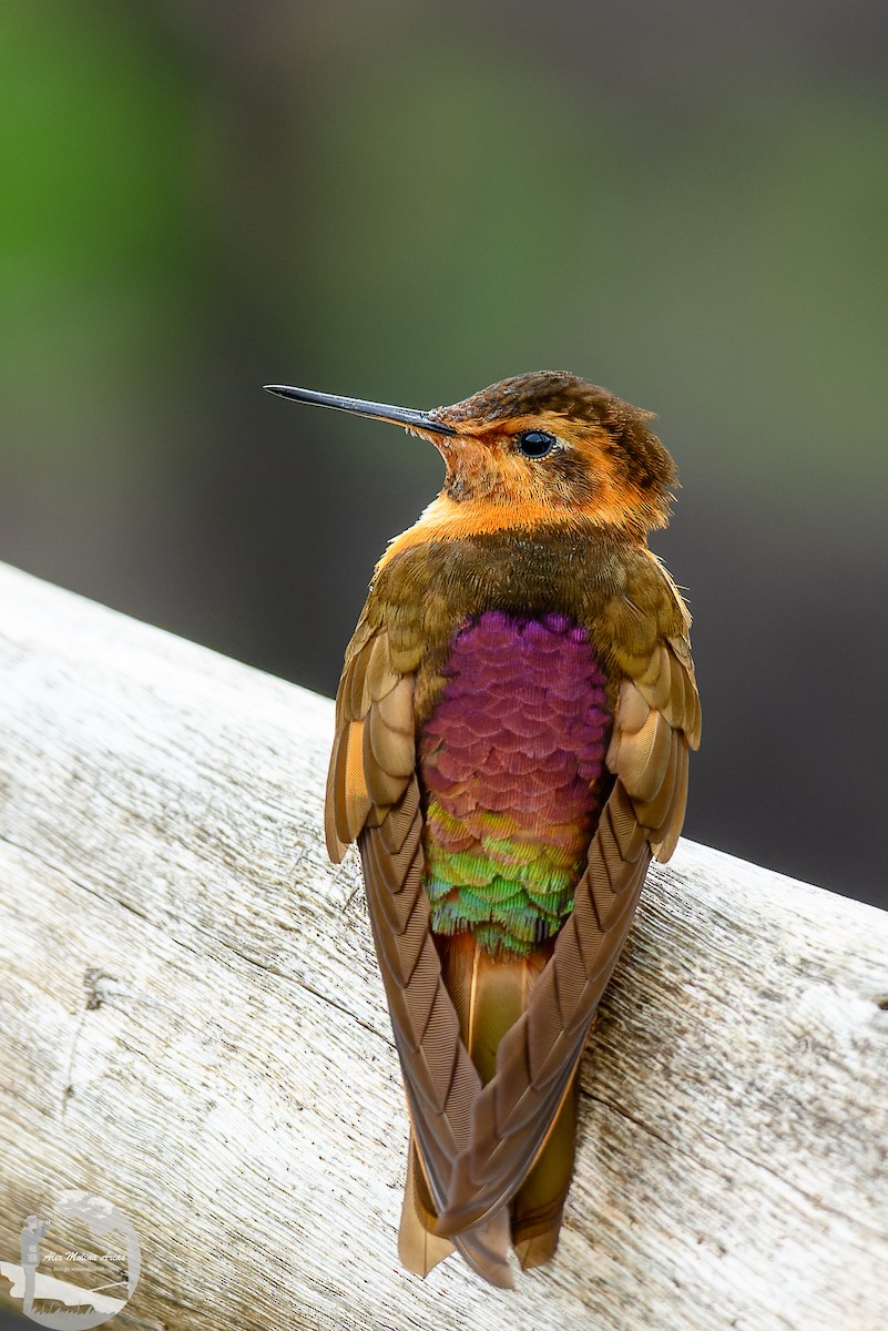 kolibřík duhovohřbetý - ML616296245