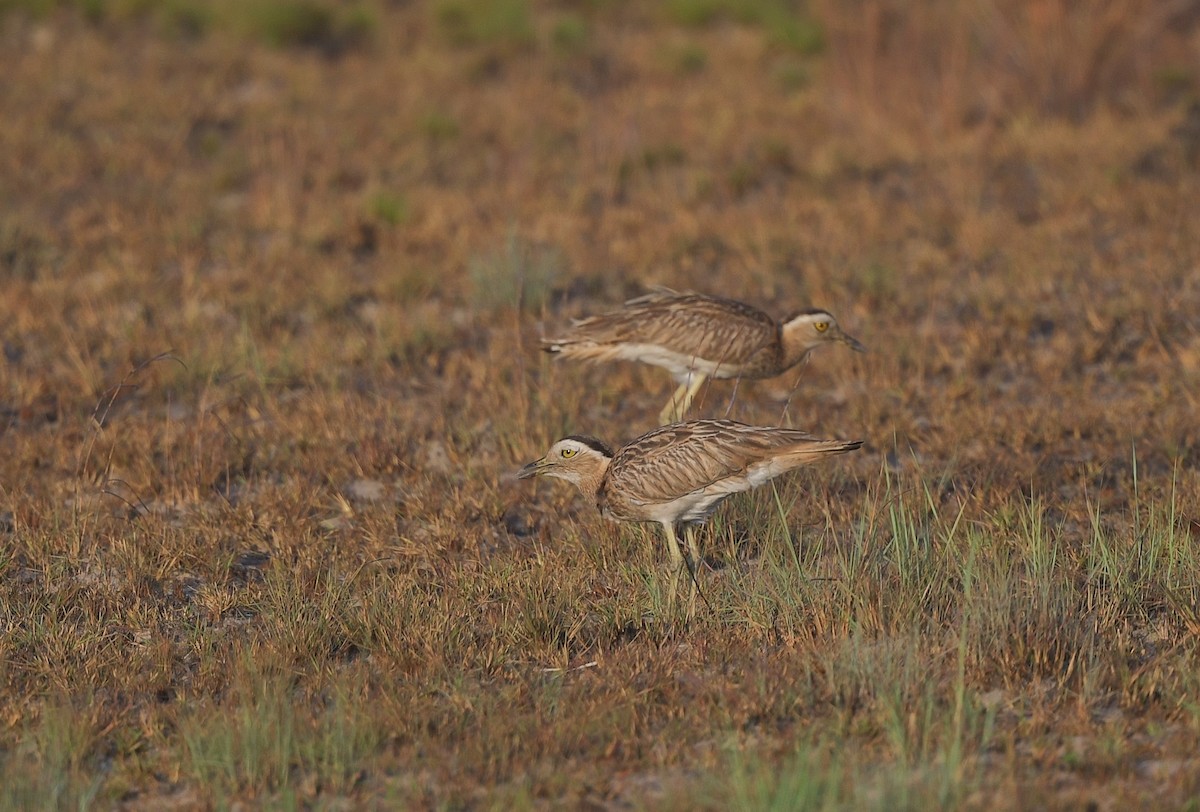 Double-striped Thick-knee - ML616296461