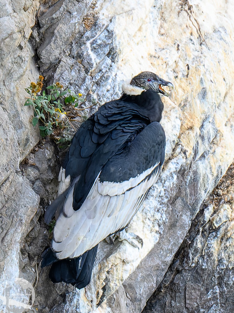 Andean Condor - ML616296523