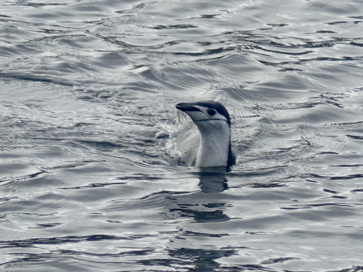 Антарктический пингвин - ML616296538