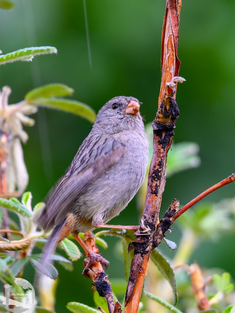 Plain-colored Seedeater - ML616296643