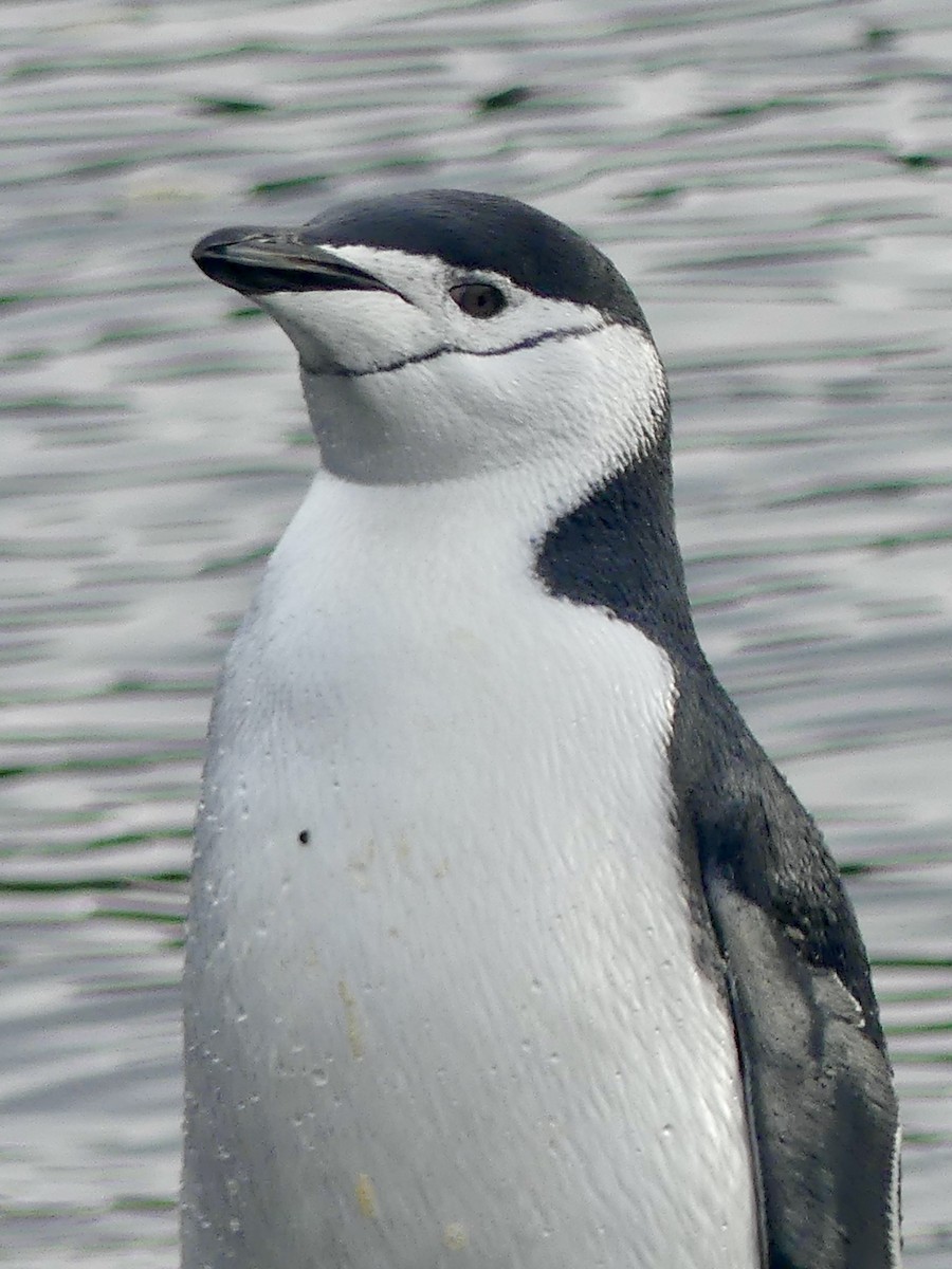 Антарктический пингвин - ML616296661