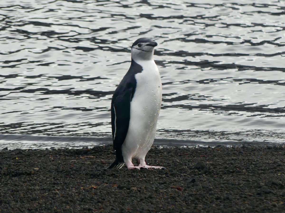 Антарктический пингвин - ML616296662