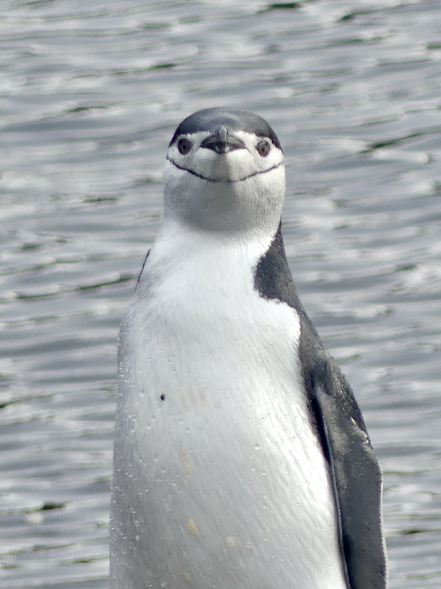 Пінгвін антарктичний - ML616296663