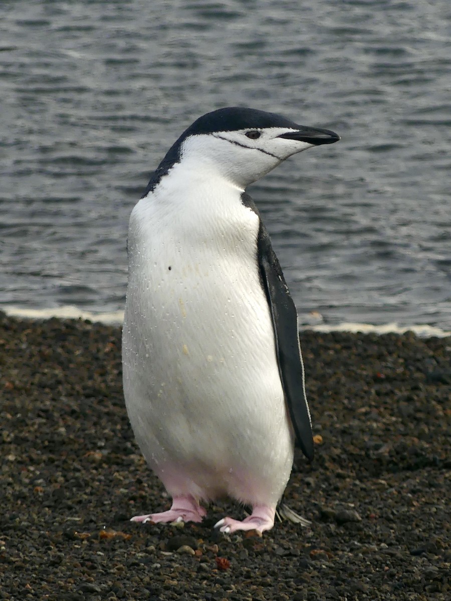 Chinstrap Penguin - Charles Duncan