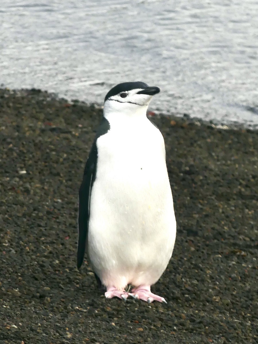 Пінгвін антарктичний - ML616296666