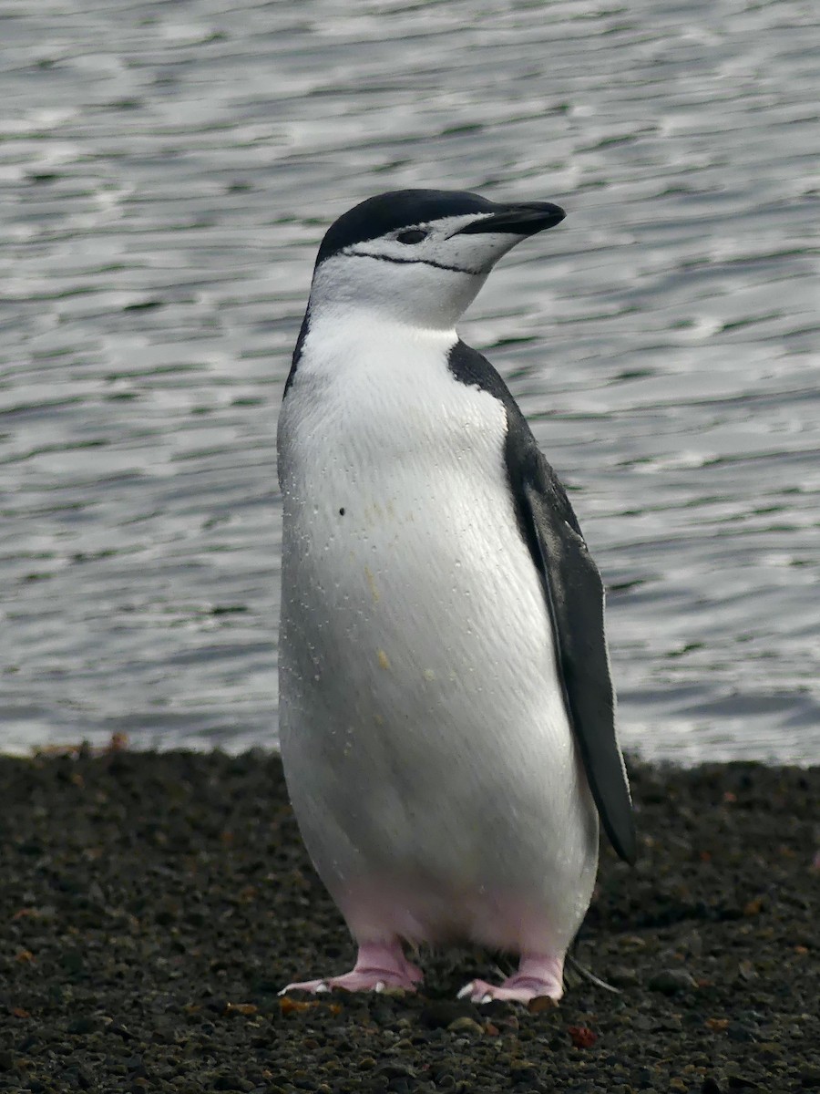 tučňák uzdičkový - ML616296667
