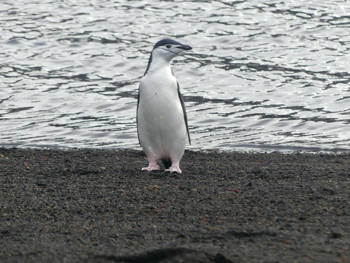 Антарктический пингвин - ML616296670