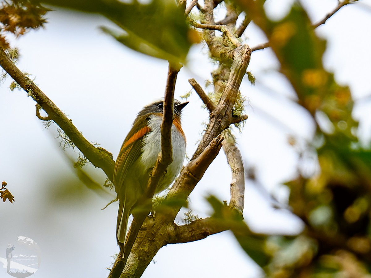 Rufous-breasted Chat-Tyrant - Alex Molina