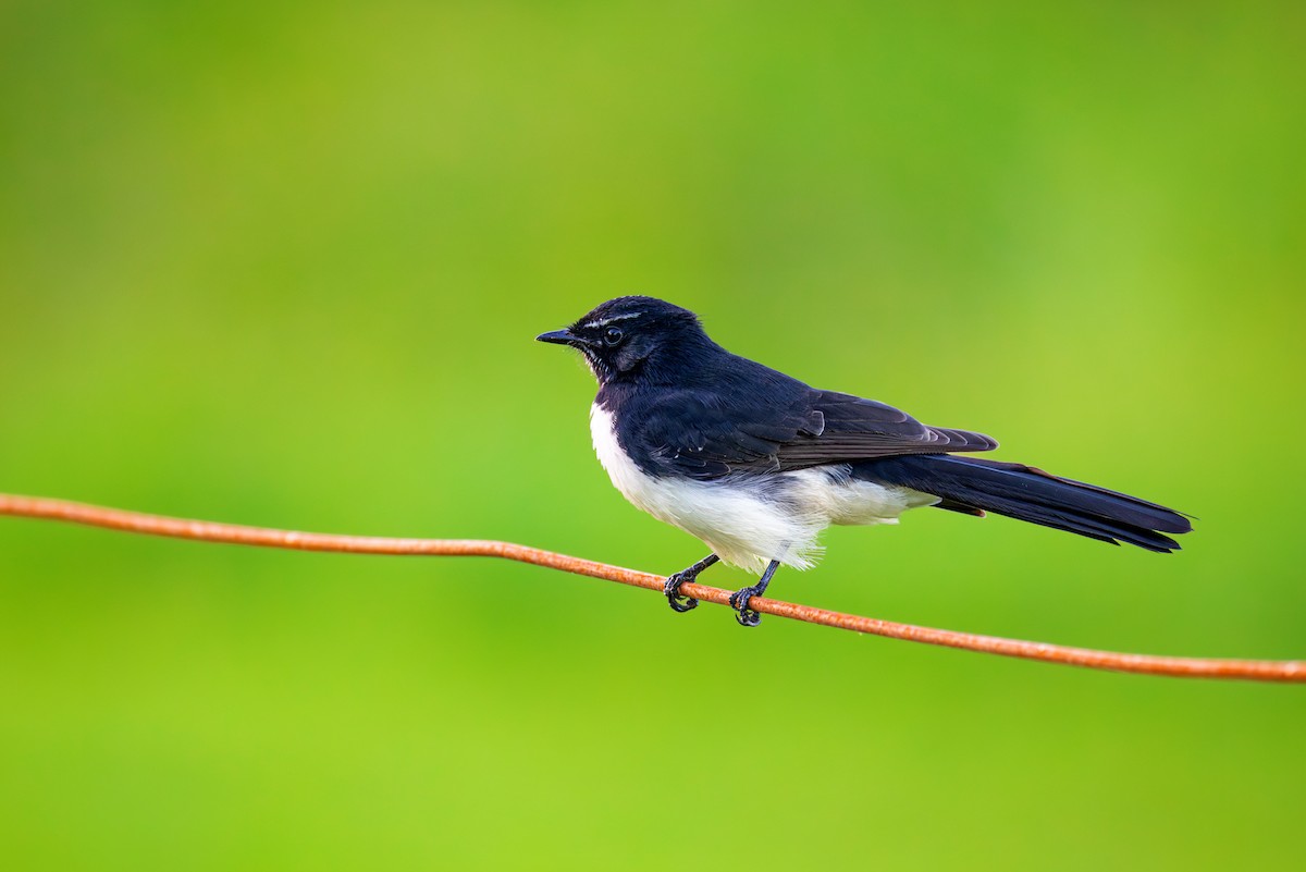 Willie-wagtail - ML616296886