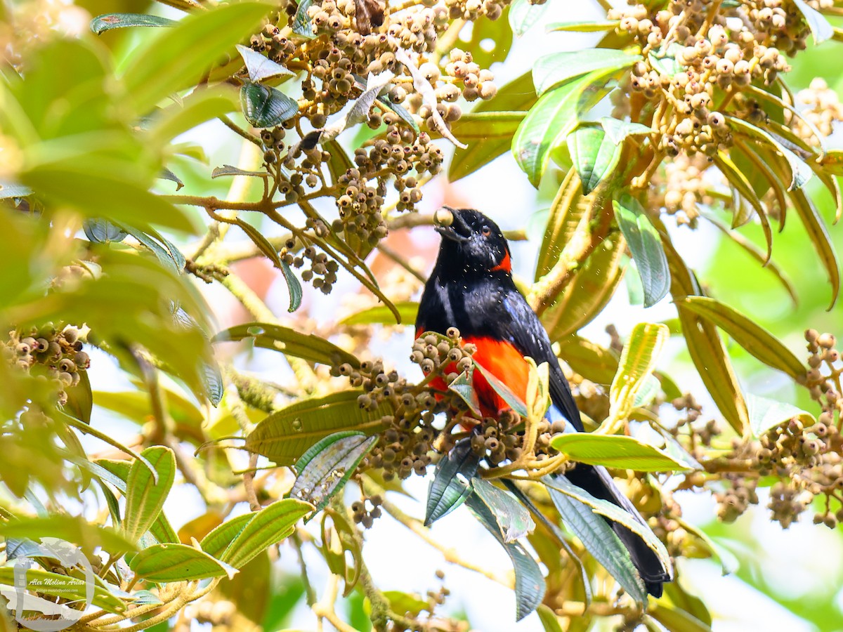 Scarlet-bellied Mountain Tanager - ML616296936