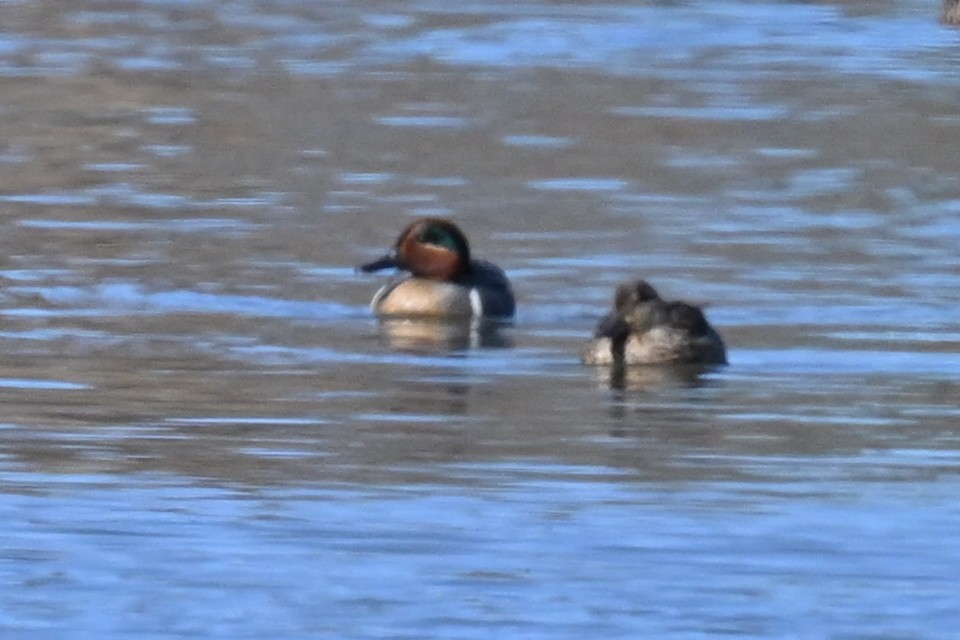 Green-winged Teal - ML616296966
