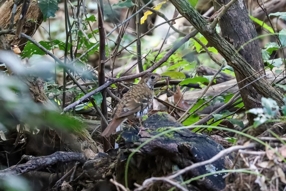 Russet-tailed Thrush - Sri Evans