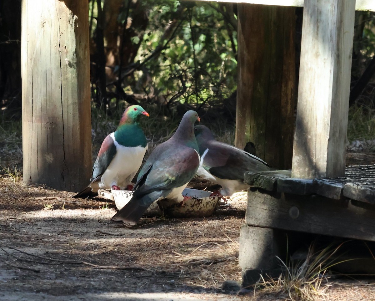 New Zealand Pigeon - ML616297293