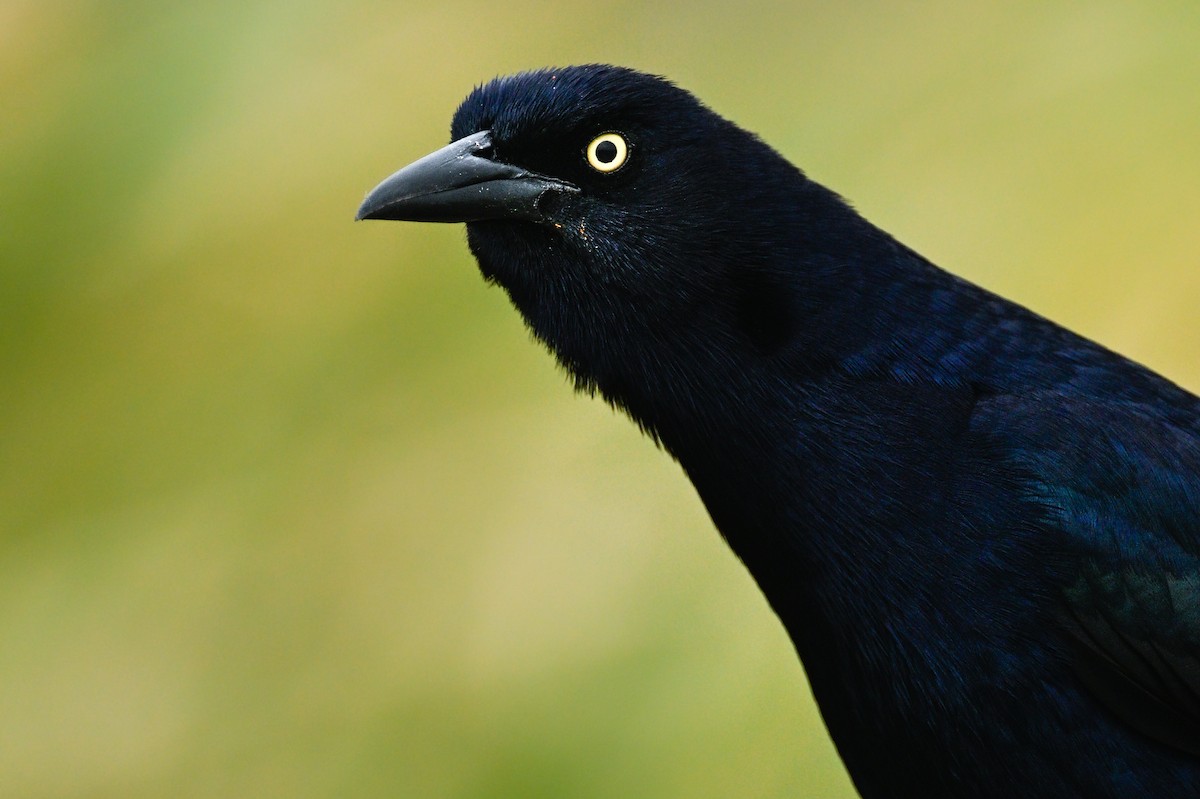 Great-tailed Grackle - ML616297383